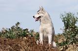 SIBERIAN HUSKY 308